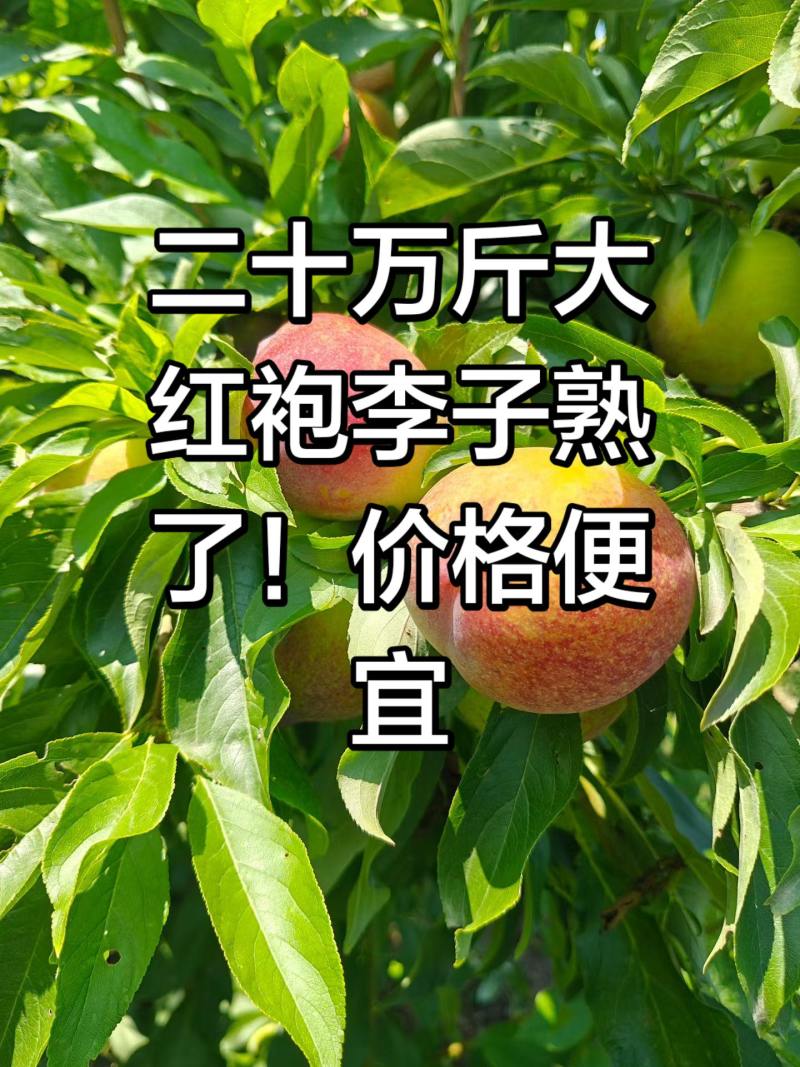 大红袍李子
