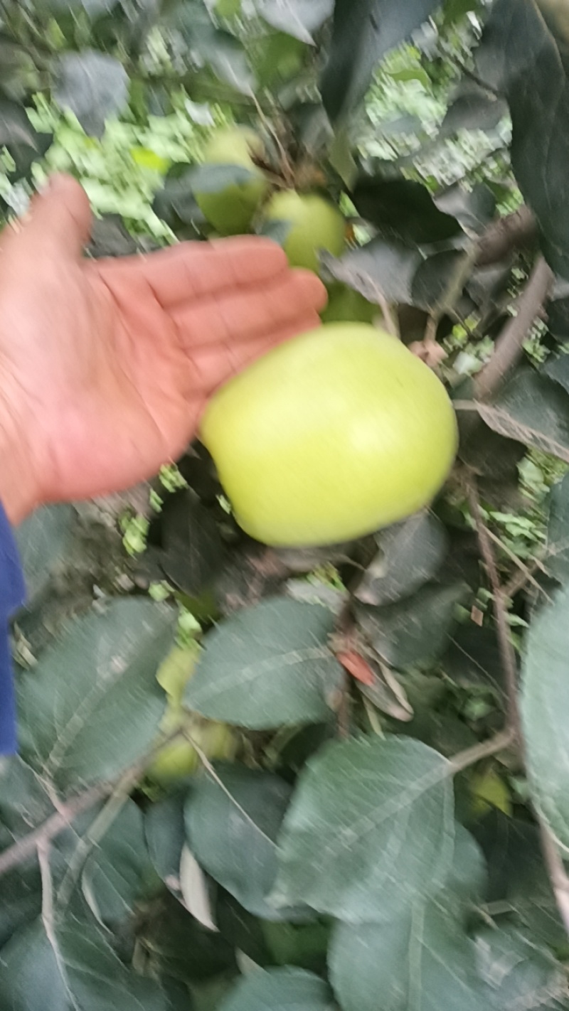 个大脆甜表光鲜亮丽