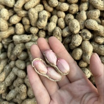 鲜花生带壳鲜花生鲁花白沙四季红现挖现发新鲜带壳鲜花生