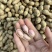 鲜花生带壳鲜花生鲁花白沙四季红现挖现发新鲜带壳鲜花生