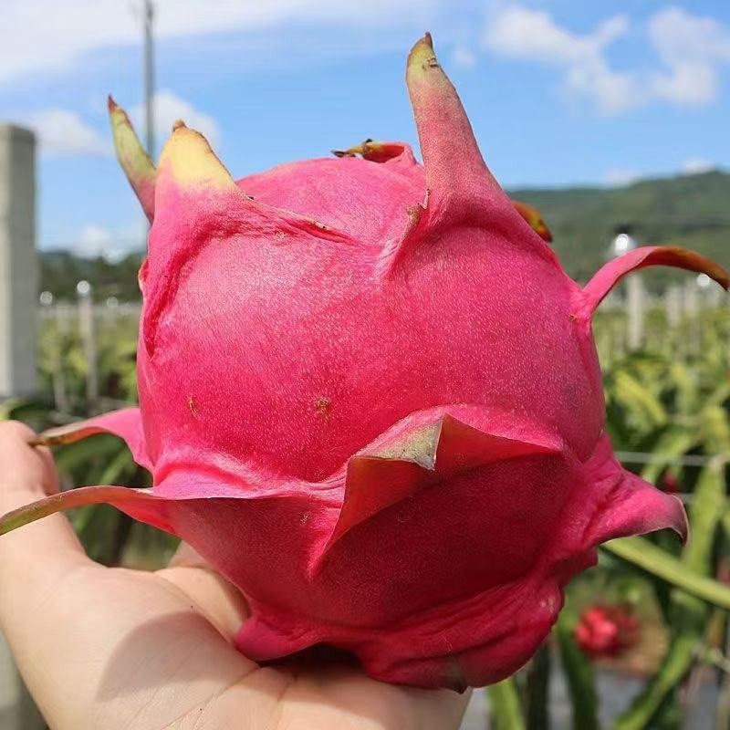 火龙果