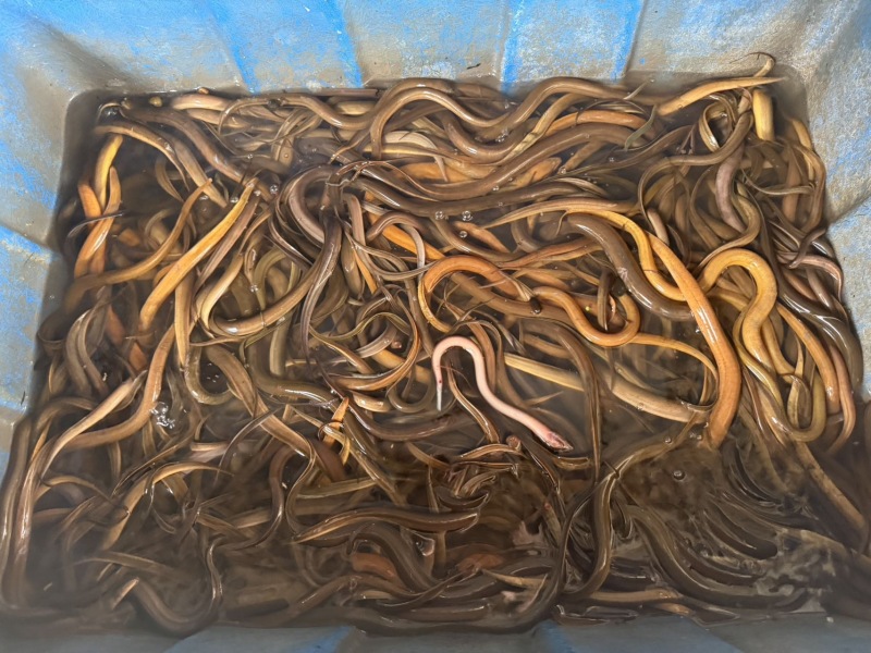 仰光纯土鳝鱼规格85g-125g
