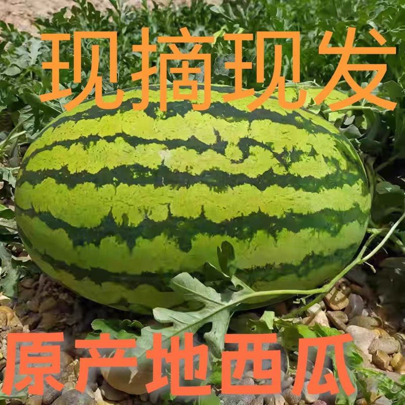 宁夏硒砂瓜大量上市产地直发来电洽谈价格更优惠全国代发