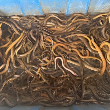 仰光纯土鳝鱼规格85g-125g