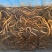 仰光纯土鳝鱼规格85g-125g
