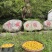 四川绵阳平武县乌梅