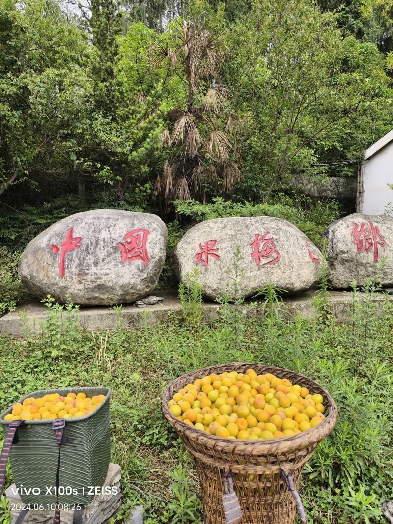 四川绵阳平武县乌梅