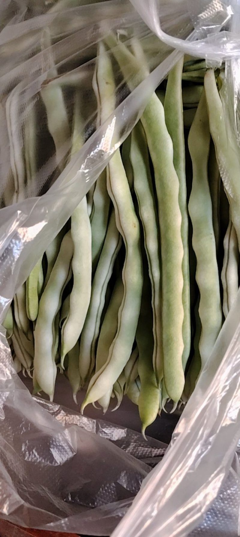 四季豆