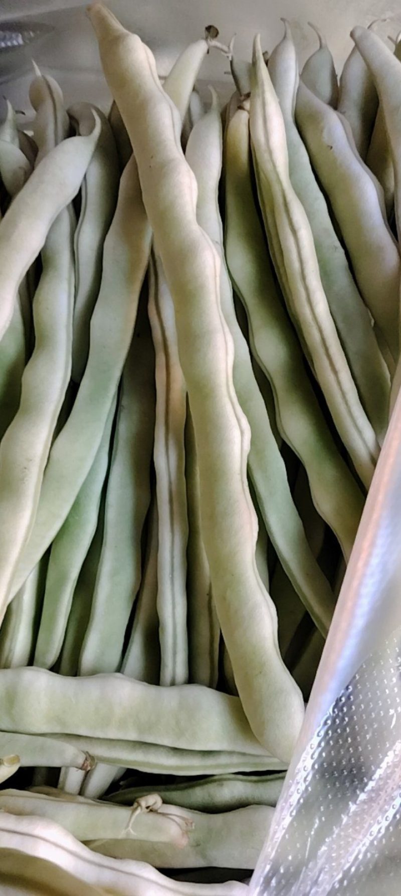 四季豆