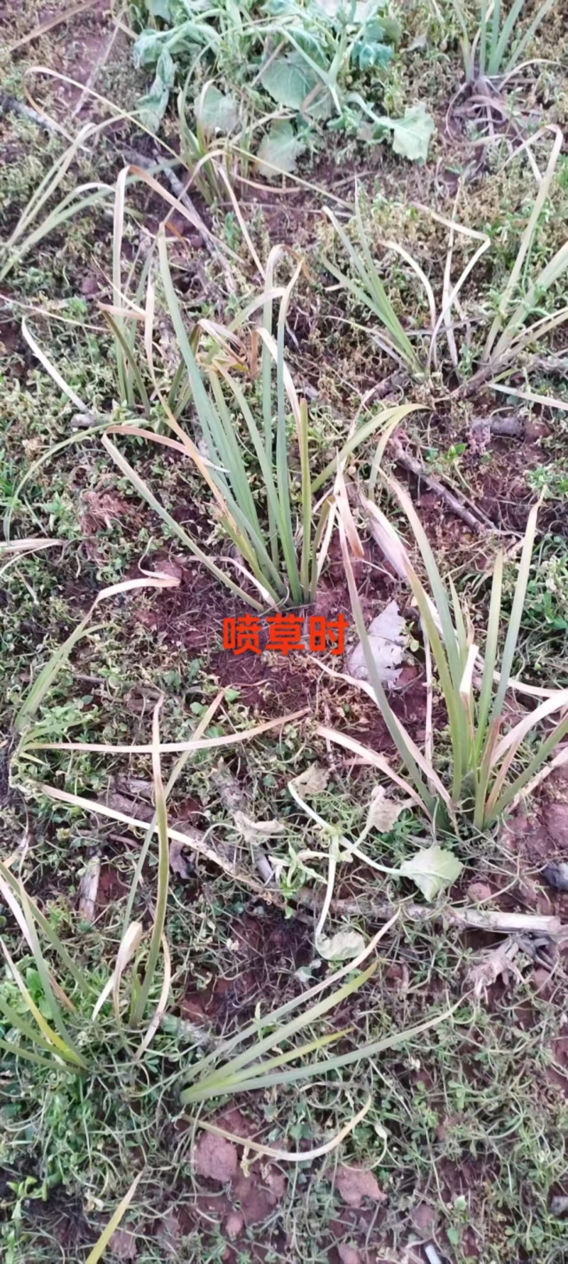 石菖蒲苗后除草石菖蒲苗后除草石菖蒲苗后除草