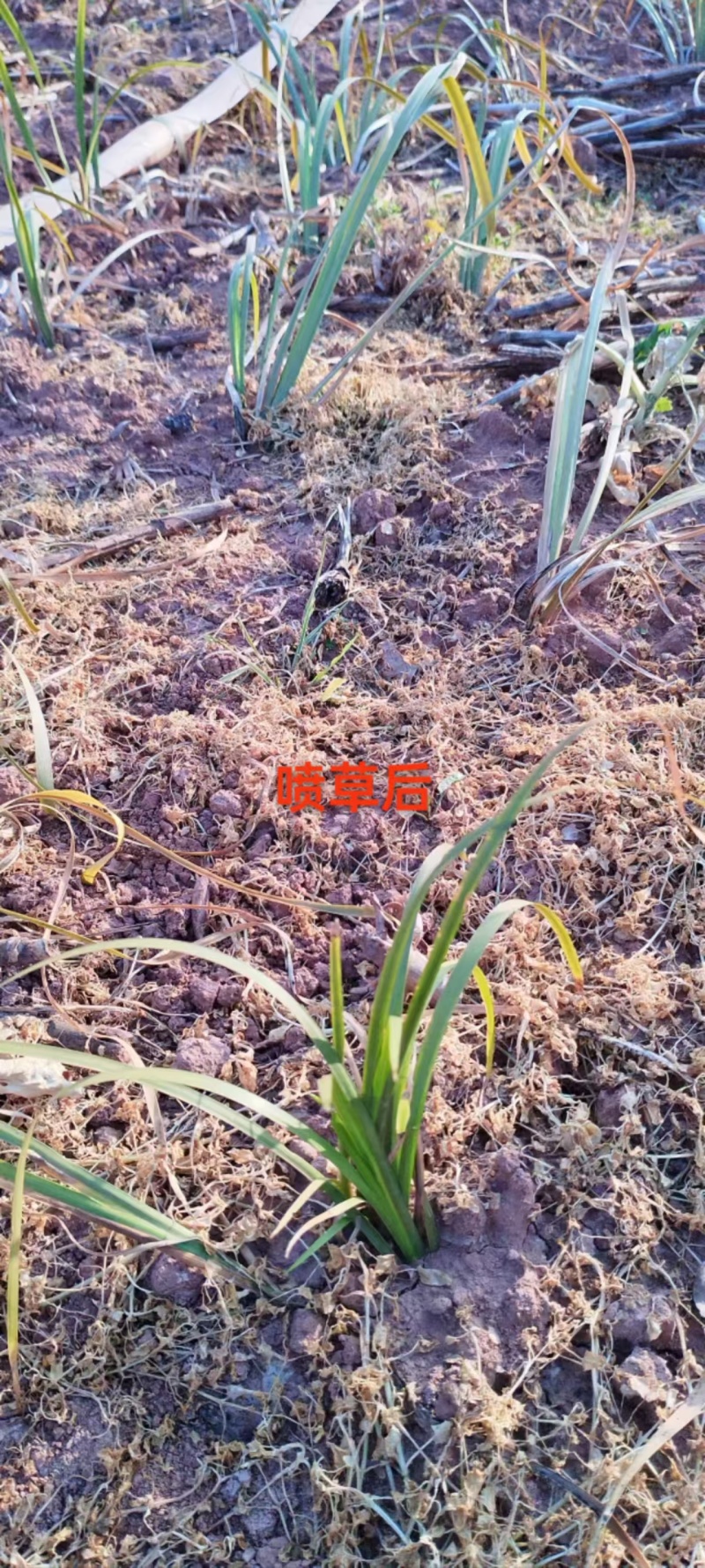 石菖蒲苗后除草石菖蒲苗后除草石菖蒲苗后除草