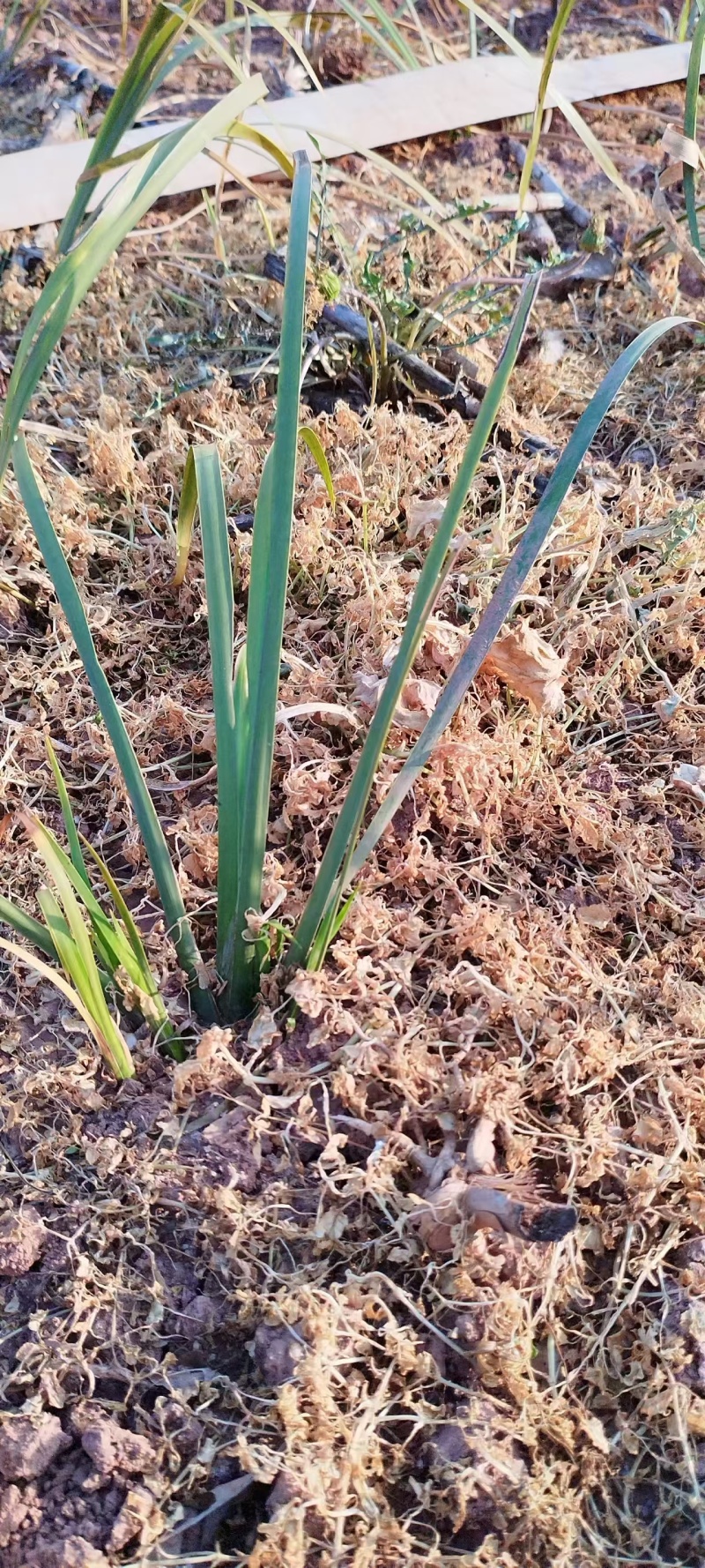 石菖蒲苗后除草石菖蒲苗后除草石菖蒲苗后除草