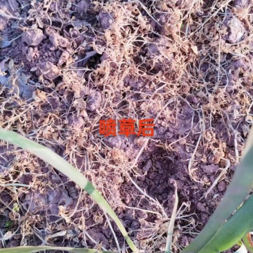 石菖蒲苗后除草石菖蒲苗后除草石菖蒲苗后除草