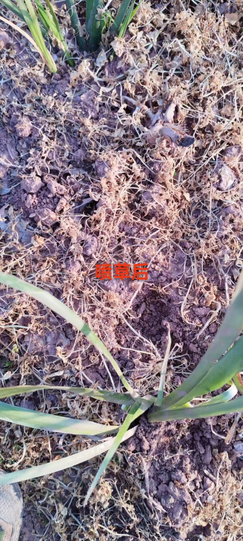 石菖蒲苗后除草石菖蒲苗后除草石菖蒲苗后除草