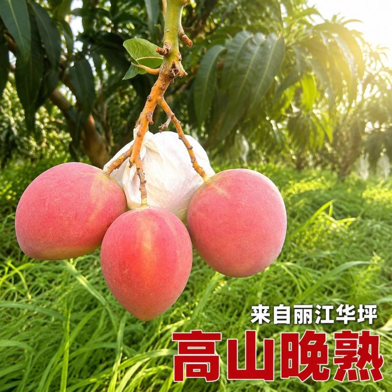 云南澳芒热农苹果芒对接批发市场电商社区团购一件代发