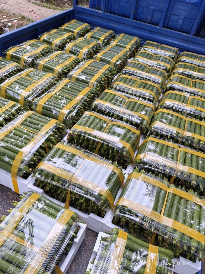 精品油皮丝瓜