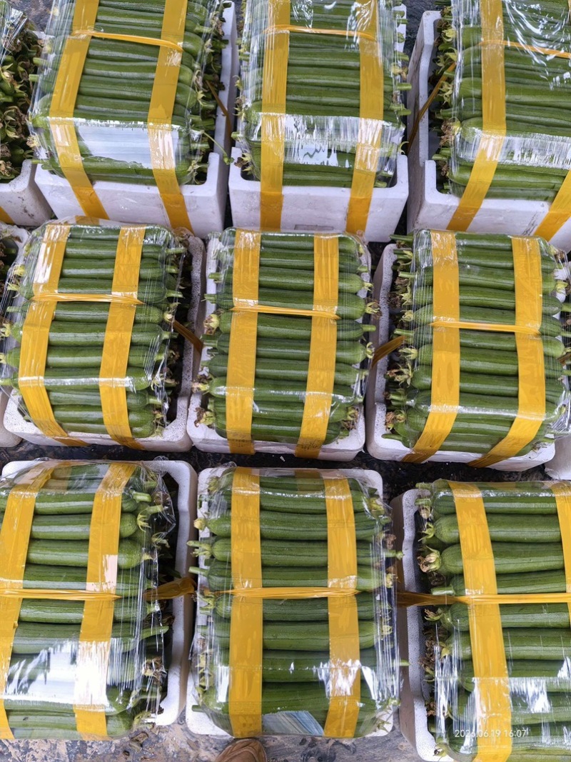 精品油皮丝瓜