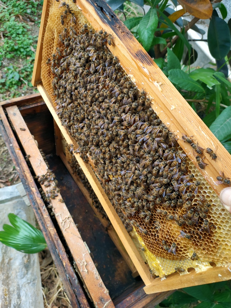 标题：蜂蜜，纯野生蜂蜜，冬蜜鸭脚木蜜，量大从优
