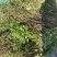 透骨香，透骨草、满山香、搜山虎、煤炭子、煤炭果、万里香、