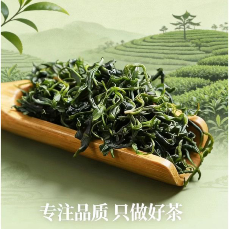 小叶苦丁中药材泡水品质高嫩芽采摘