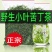 小叶苦丁中药材泡水品质高嫩芽采摘