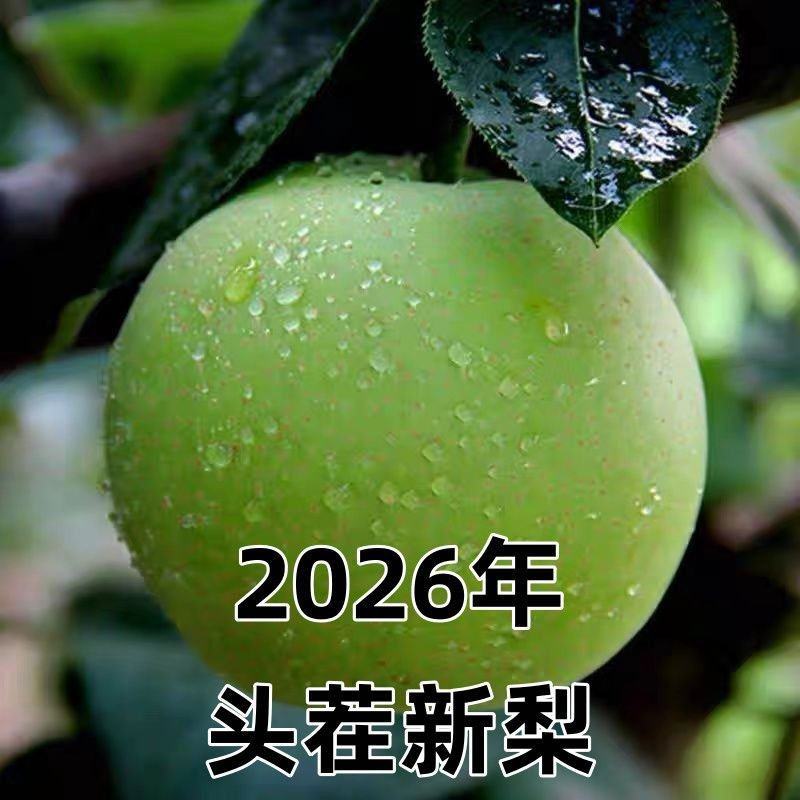 山西运城平陆皇冠梨2026年头茬新梨秋月梨青皮脆玉梨