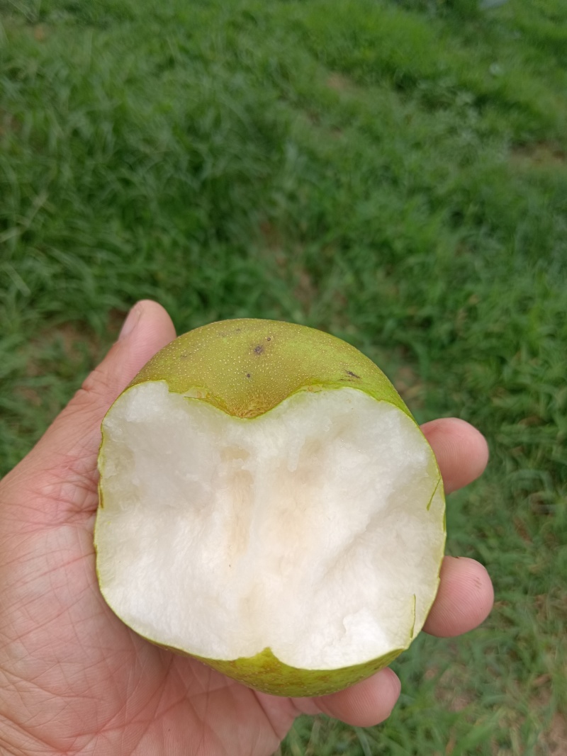 正宗翠冠梨！皮薄爆汁，一口清甜无渣
