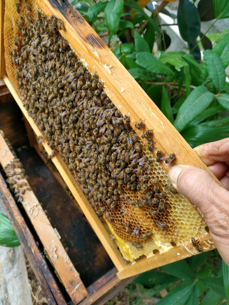 标题：蜂蜜，茘枝龙眼蜜，纯野生蜂蜜，品质保障，自产自销