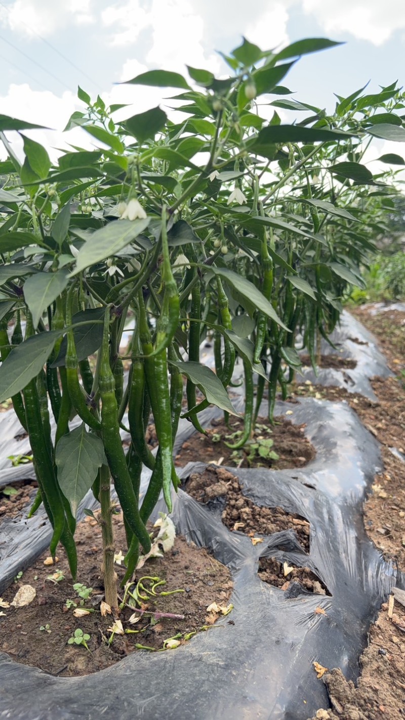 贵州威宁二荆条