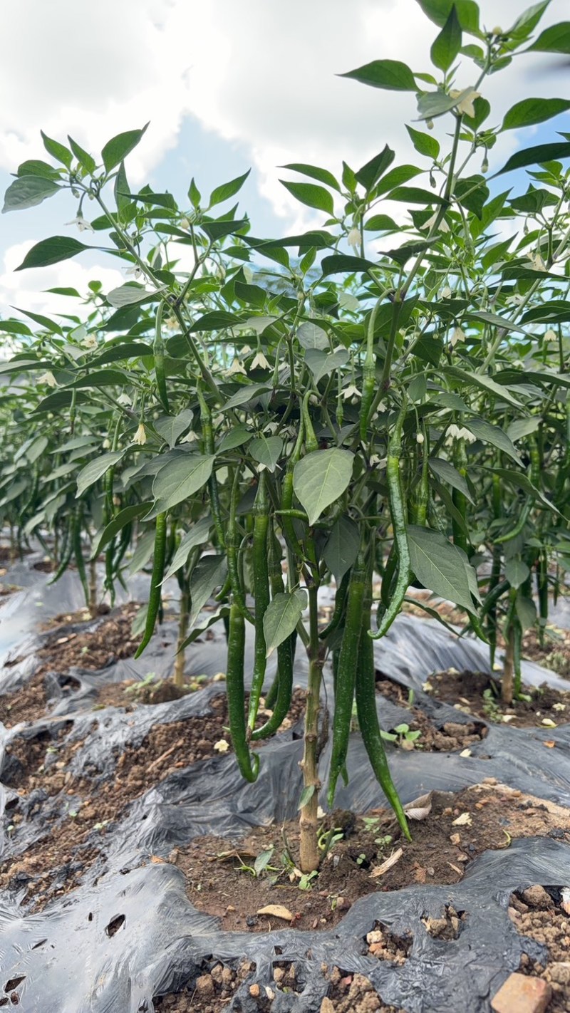 贵州威宁二荆条
