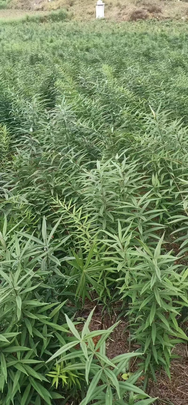 黄精