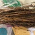 藏茵陈新货藏茵藏茵干货初级农产品批发零售
