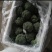西兰花耐寒优秀绿宝石精品西兰花产地供应保质保量