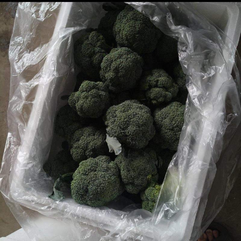 西兰花耐寒优秀绿宝石精品西兰花产地供应保质保量