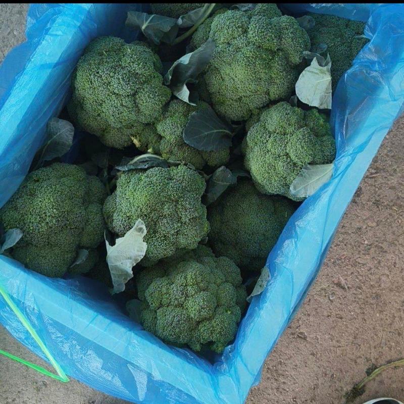 大量供应，西兰花，质量保证，货源充足，欢迎新老客户前来订
