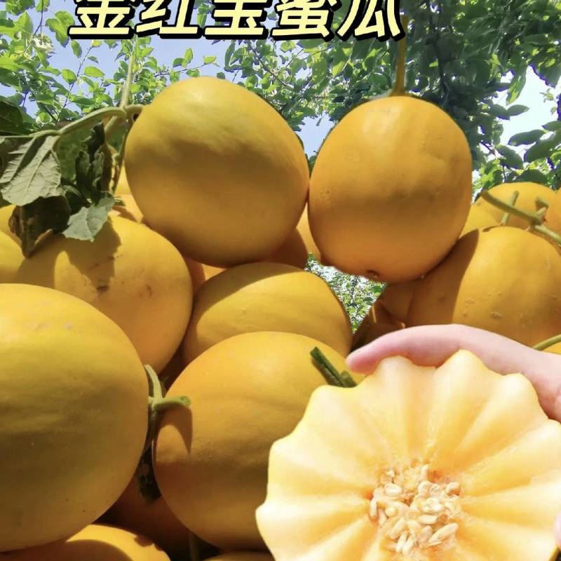 民勤金红宝蜜瓜大量有货基地直供品质优新鲜现摘可视频看货欢