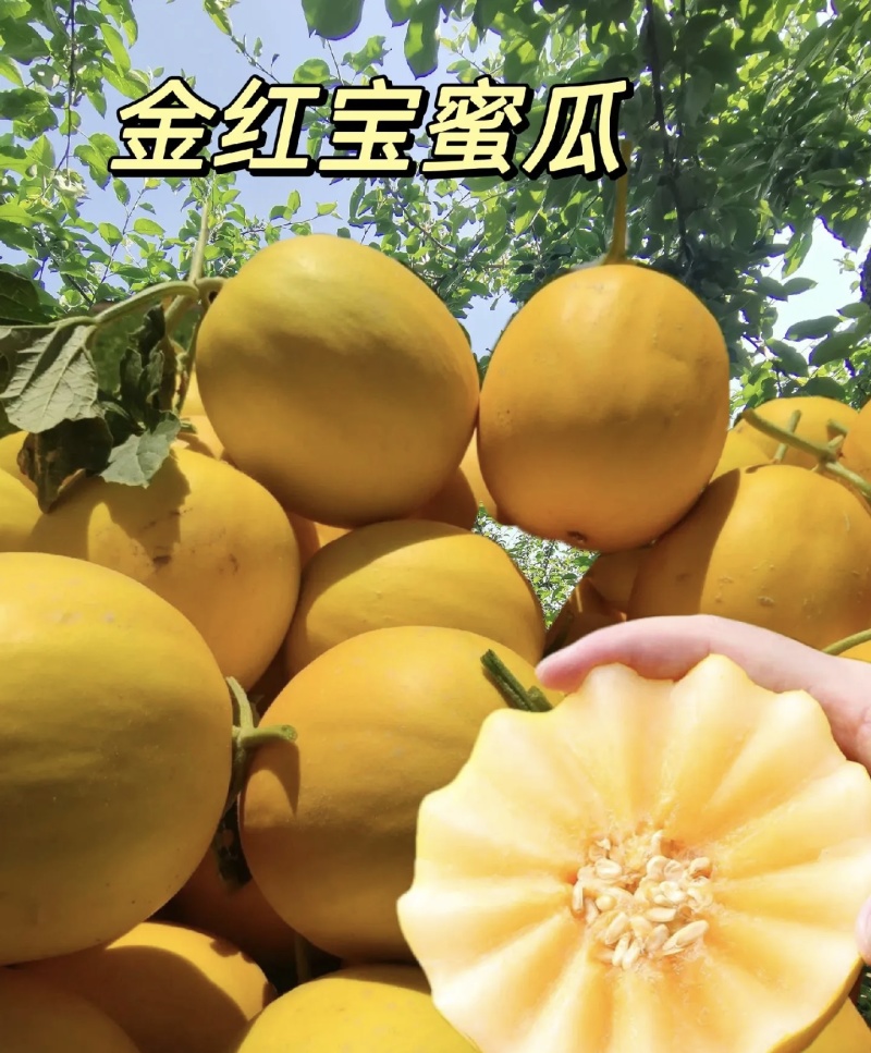 民勤金红宝蜜瓜大量有货基地直供品质优新鲜现摘可视频看货欢