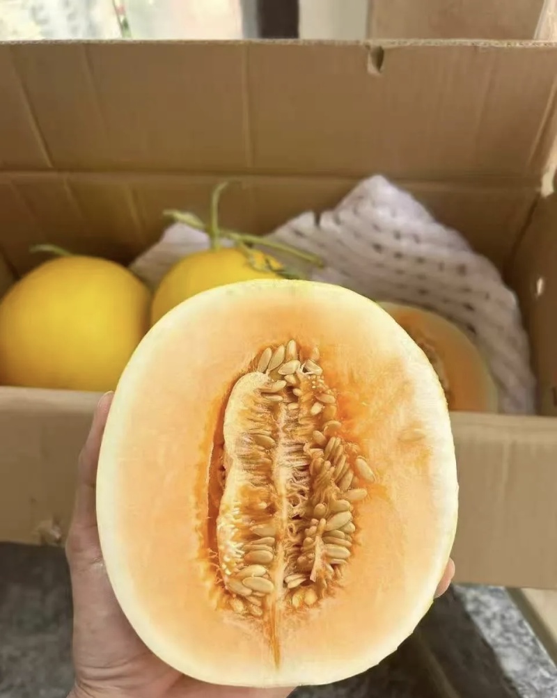 民勤金红宝蜜瓜大量有货基地直供品质优新鲜现摘可视频看货欢