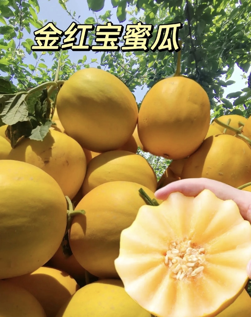 民勤金红宝蜜瓜大量有货基地直供品质优新鲜现摘可视频看货欢