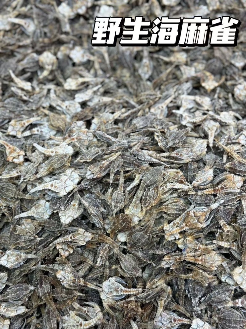 海燕子干货海麻雀海鸟海燕圆身新鲜中药材煲汤泡酒料滋补品
