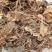 虎耳草中药材虎儿草姬虎耳草药用叶干货高山老虎草新鲜无