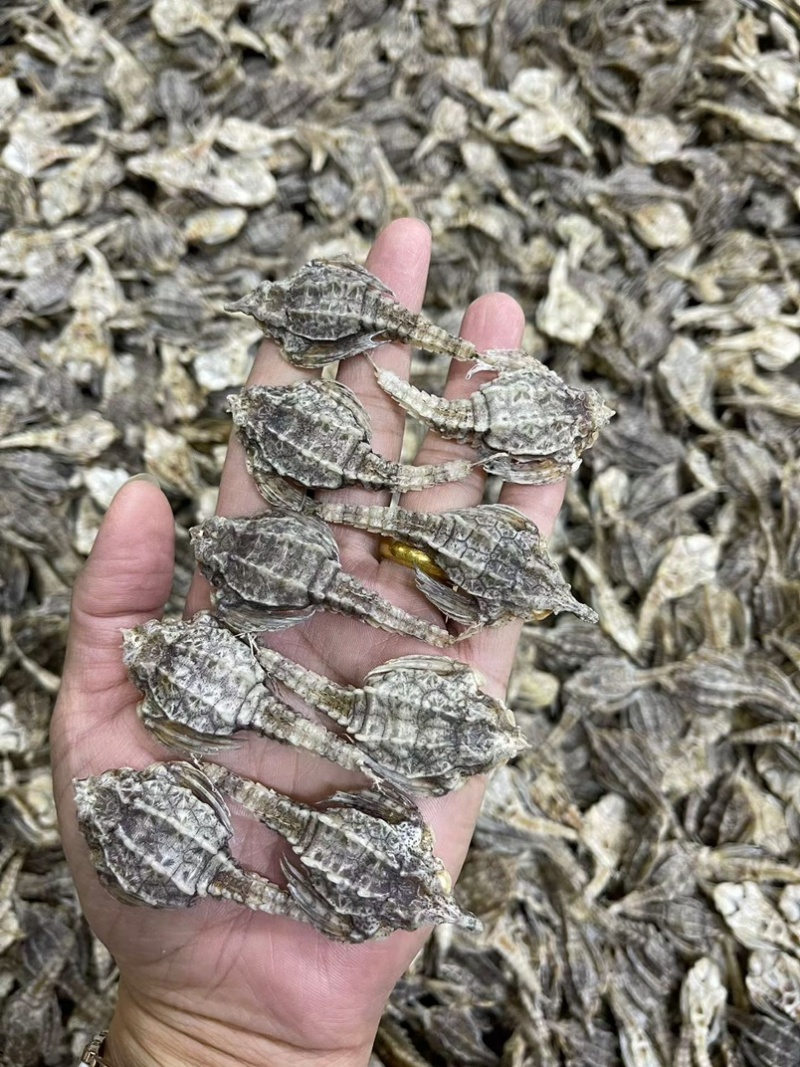 海燕子干货海麻雀海鸟海燕圆身新鲜中药材煲汤泡酒料滋补品