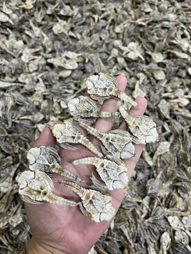海燕子干货海麻雀海鸟海燕圆身新鲜中药材煲汤泡酒料滋补品