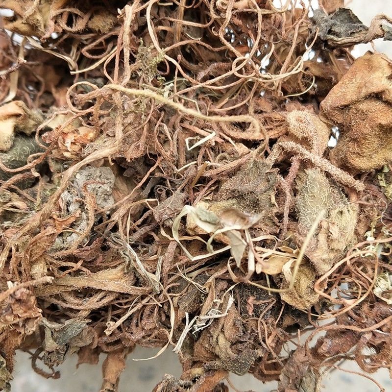虎耳草中药材虎儿草姬虎耳草药用叶干货高山老虎草新鲜无