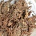 虎耳草中药材虎儿草姬虎耳草药用叶干货高山老虎草新鲜无