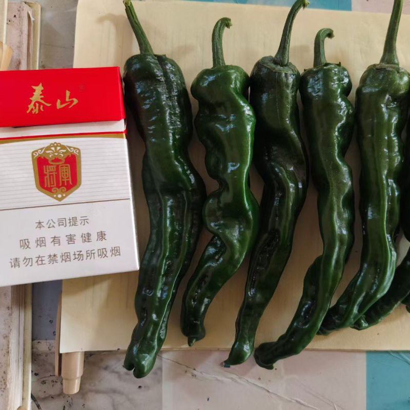 精品大黑皱皮今日报价品质有保障每天可供2万斤左右要的联系