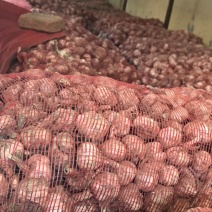 山东菏蒜一号白皮大蒜