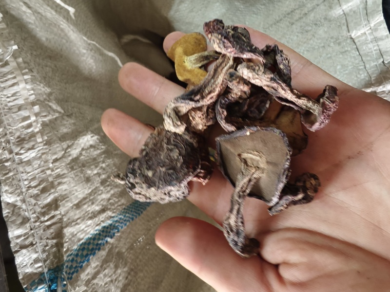 精品松蘑烤干，电商优选量大价格可议。