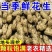 新鲜花生，白沙，四粒红，供各大市场电商加工厂