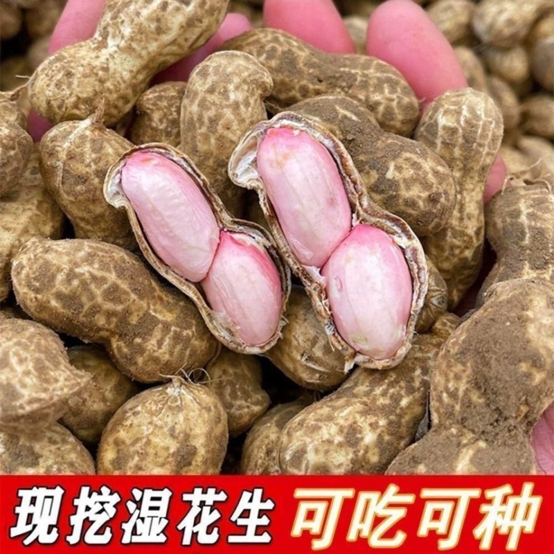 新鲜花生，白沙，四粒红，供各大市场电商加工厂